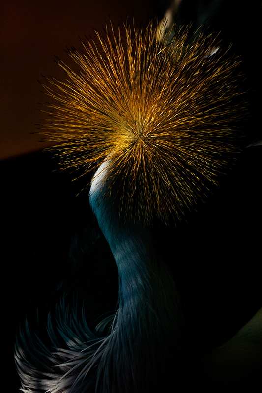 飛　　翔　　岸田　義市