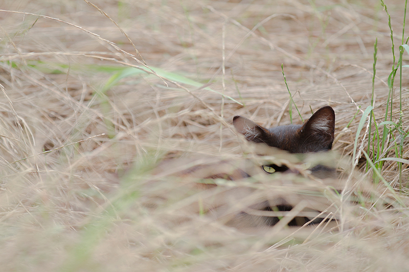視　　線　　高橋　一恵
