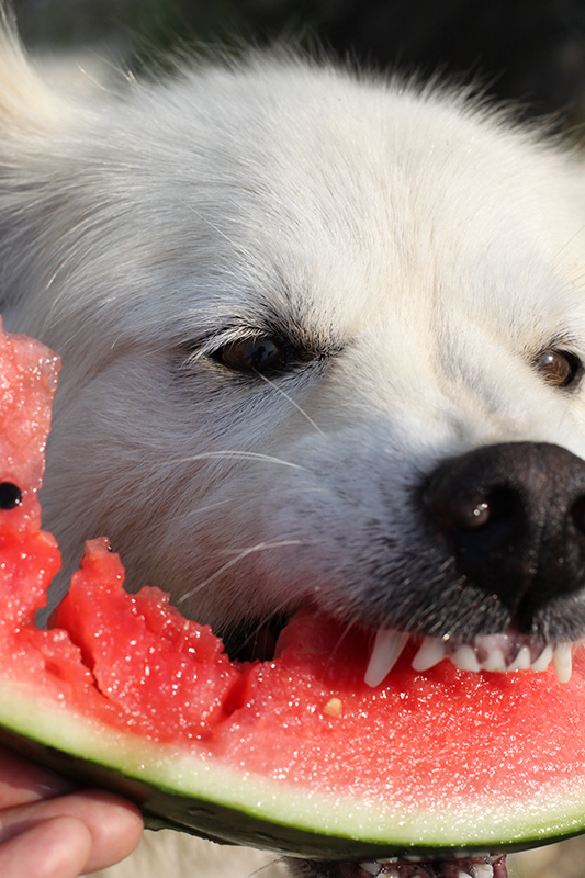 スイカを喰う犬　　中野　みどり