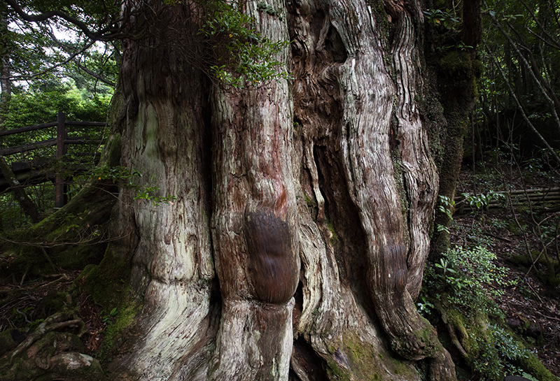 屋久杉－3000年の木肌<br>吉田　隆之