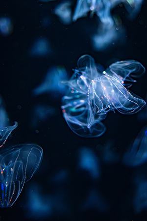 in the blue（３枚組）<br>1/3　　川野　阿佐