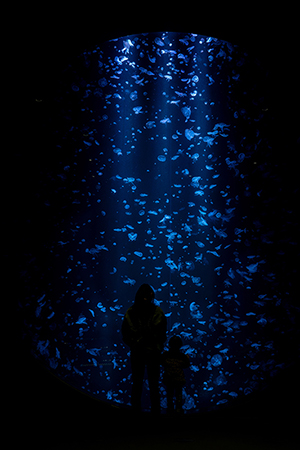 in the blue（３枚組）<br>2/3　　川野　阿佐