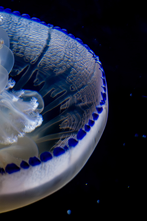 in the blue（３枚組）<br>3/3　　川野　阿佐