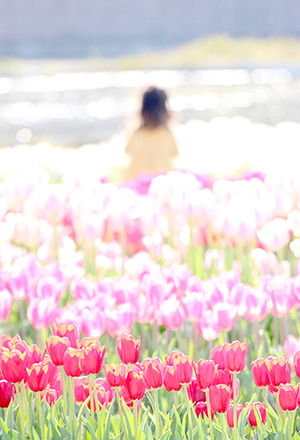 春うらら<br>石川　弥加