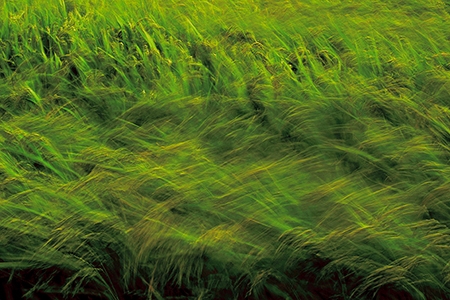 　風　<br>大野　光祥