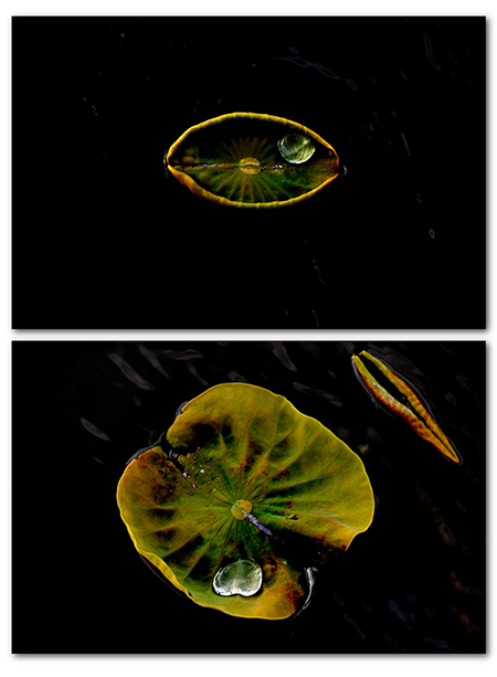 若　　蓮（２枚組）<br>大野　光祥