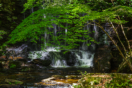 湿　　原（３枚組）<br>１/3　　佐藤　　明