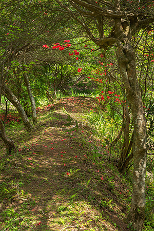 湿　　原（３枚組）<br>2/3　　佐藤　　明