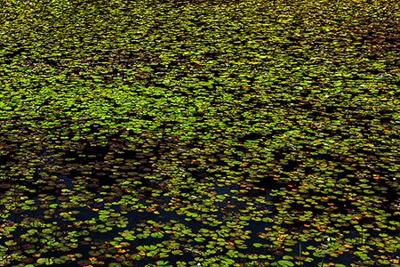 湿　　原（３枚組）<br>3/3　　佐藤　　明