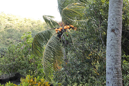 ーフィリピン戦没者慰霊巡拝ー<br>ヤシの木（自然生え）<br>吉田　隆之
